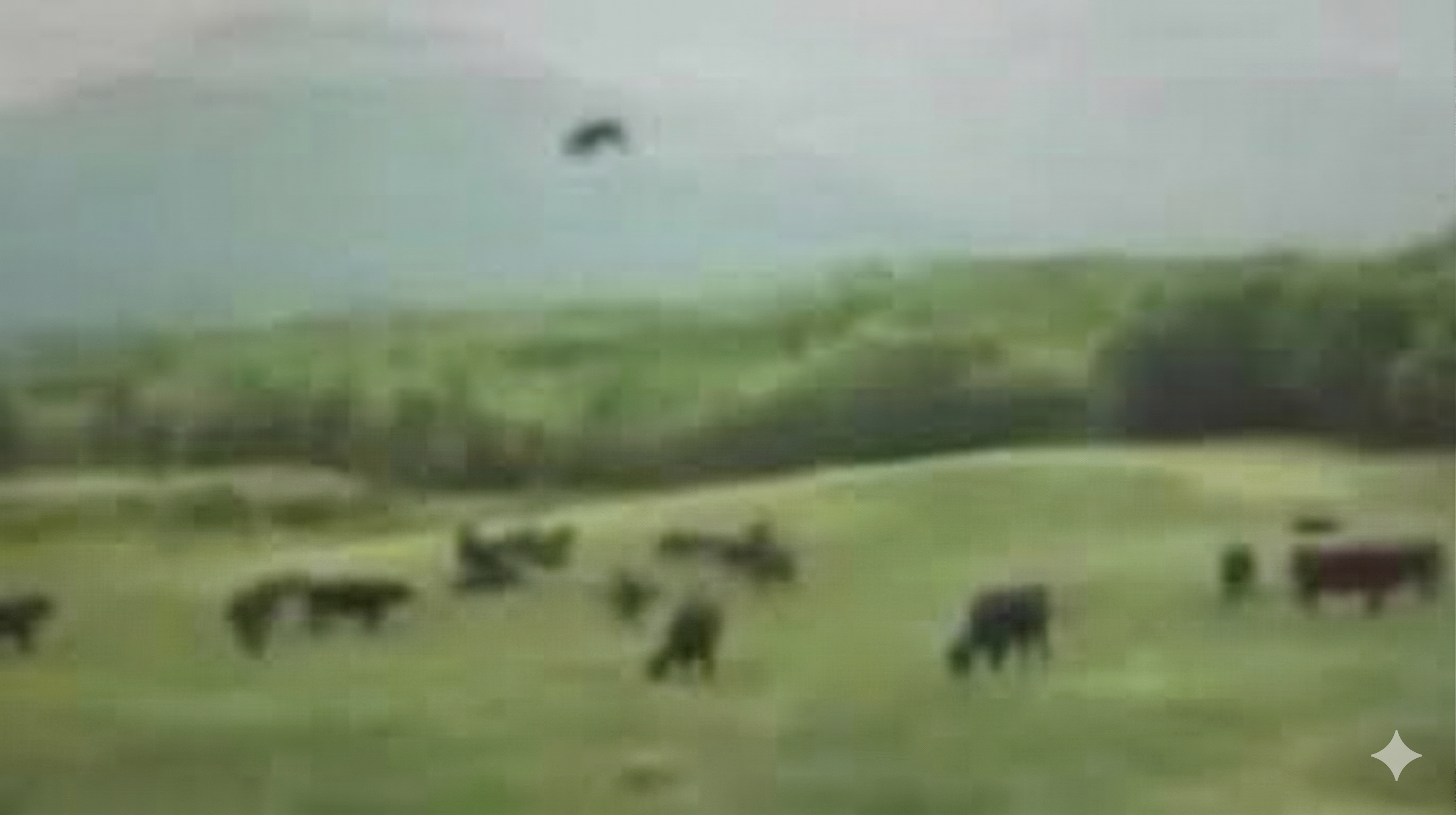 Blurry photo of UFO over cow pasture